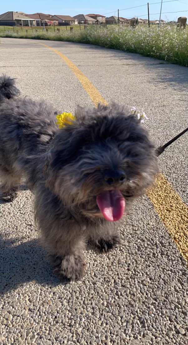 Lost dog Shadow in Kavala Ranch area