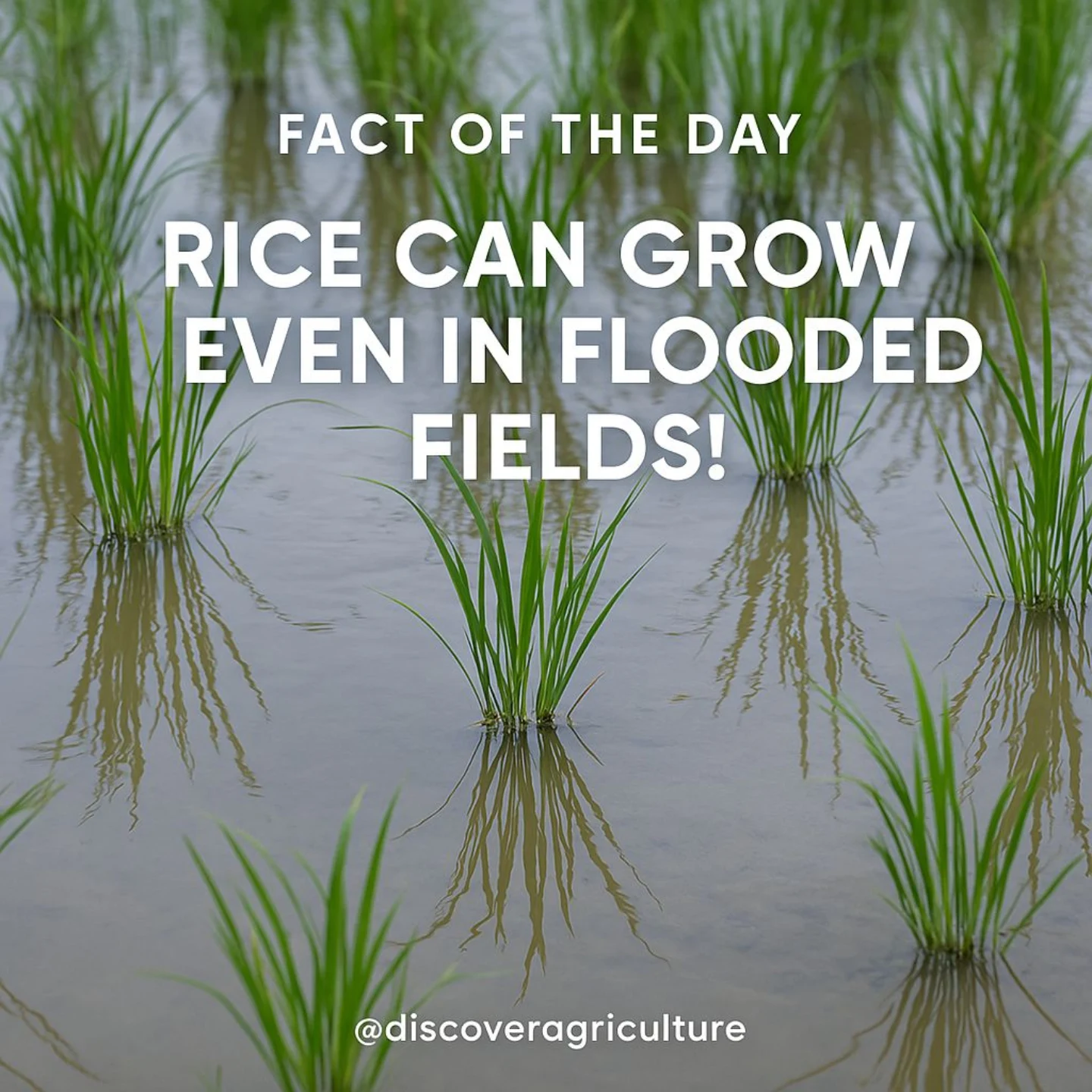 Discover - 🌾 Rice Can Grow Even in Flooded Fields — and It’s a ...
