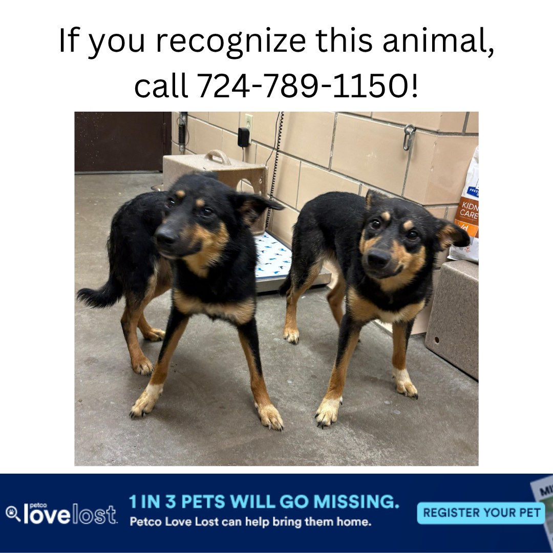 Two approximately 1.5 year old, female, German Shepherd mixes