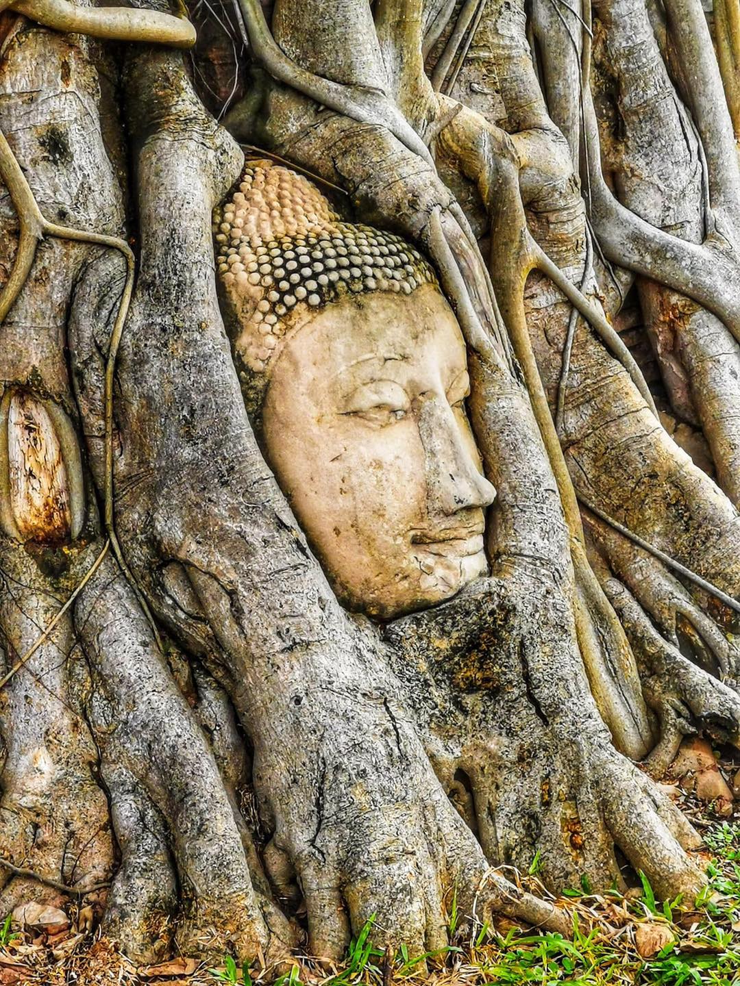 Jan. 31: The iconic 17th-century sandstone Buddha head entwined in