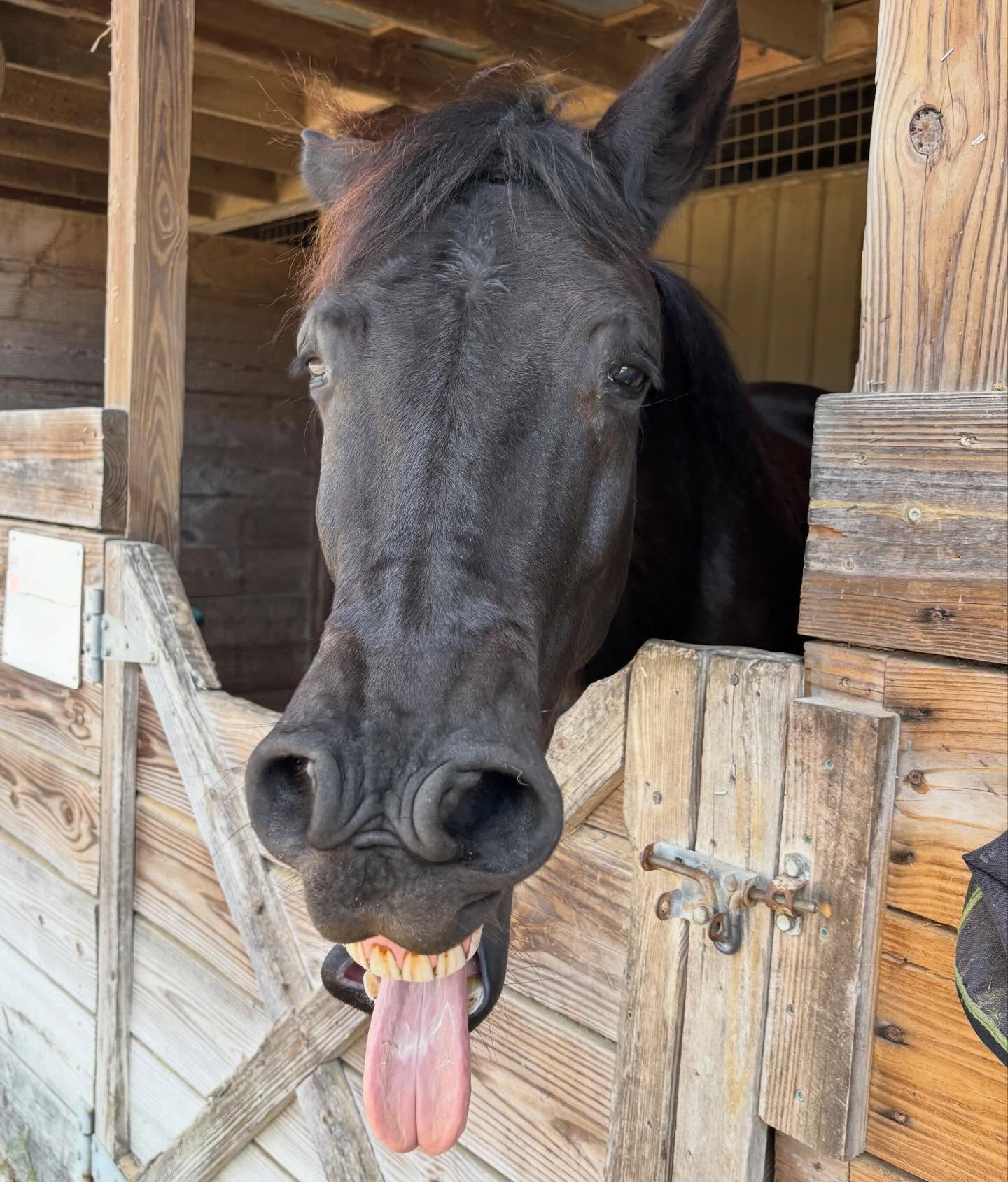 ERAF -... - ERAF - Equine Rescue and Adoption Foundation