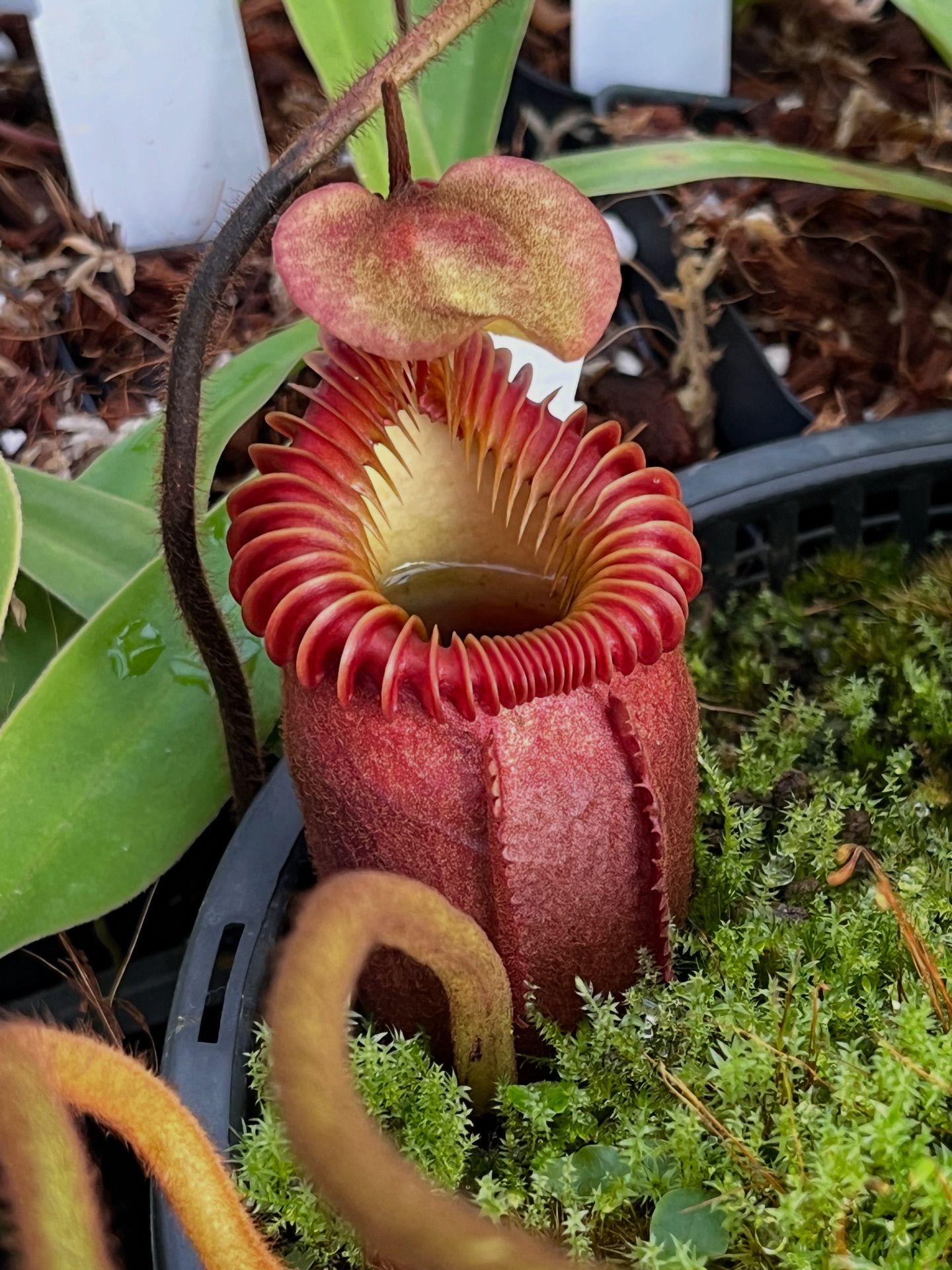 Nepenthes n.villosa x lowii specimen plants