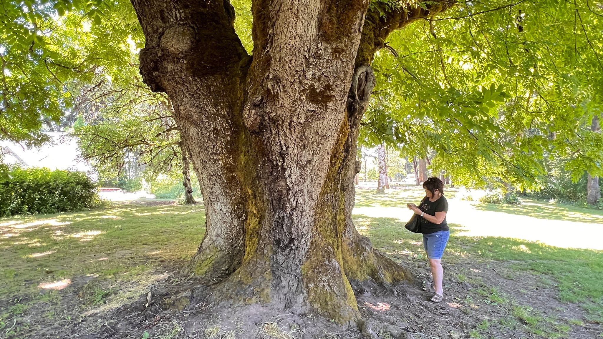 What is the age of the massive black walnut tree in Avery Park