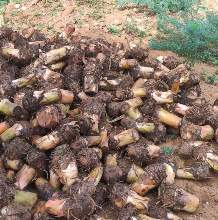 Planton seed