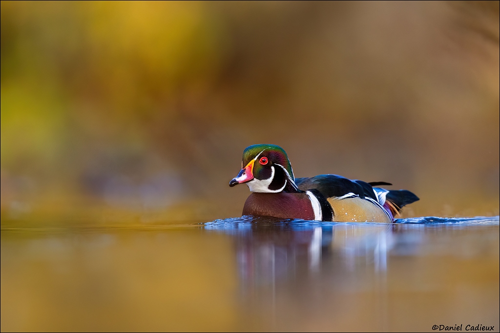 Daniel - Wood Duck in Fall Colours. Sometimes 