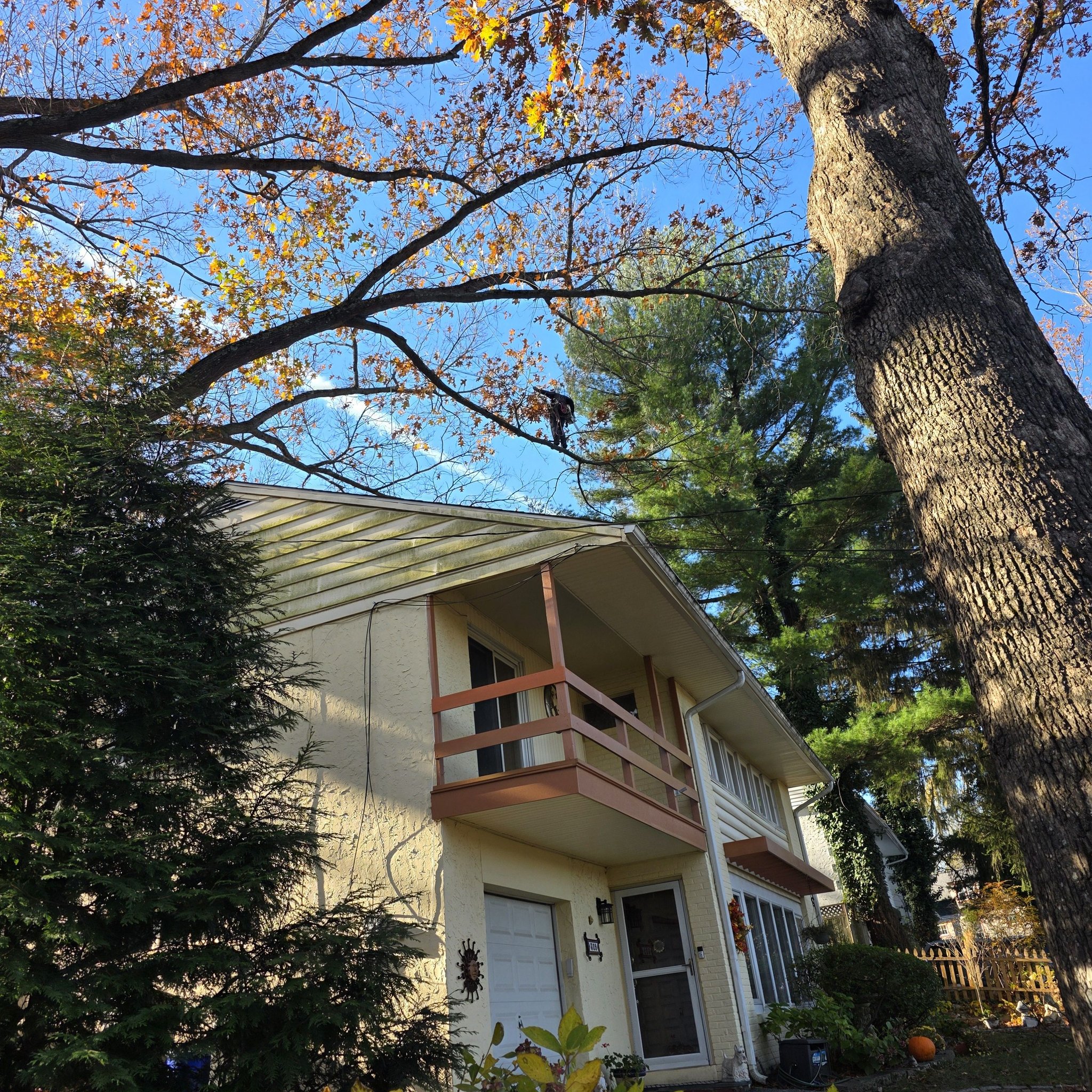 Riggs Tree Service, LLC. | Bryn Mawr PA