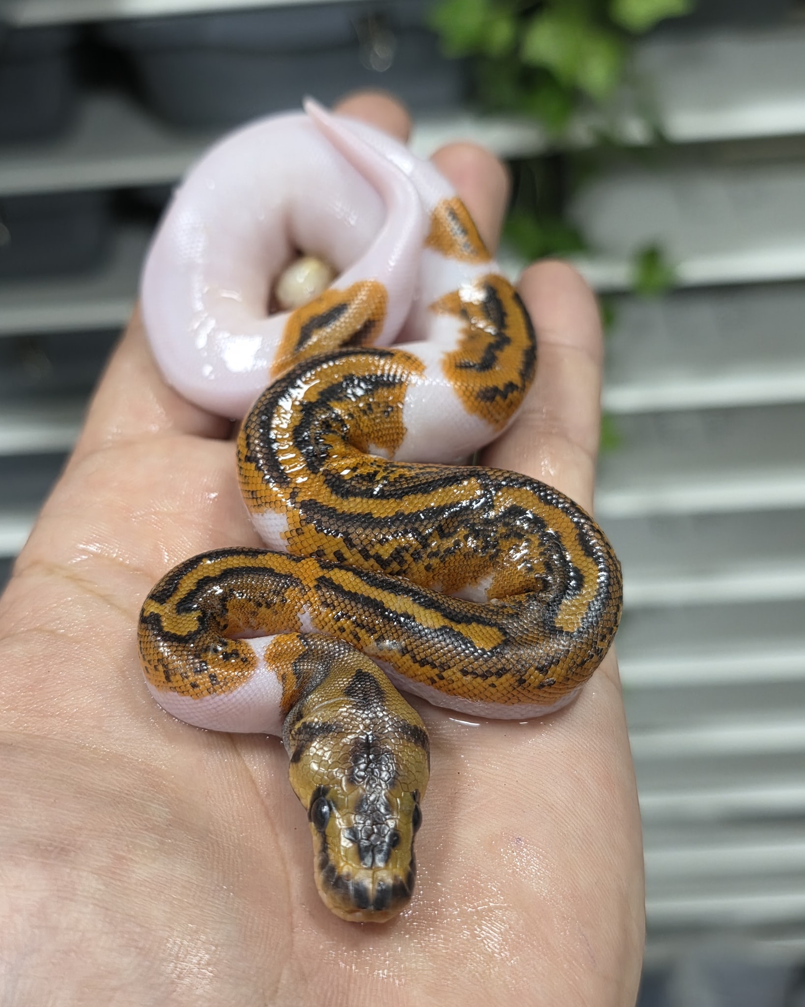 Ireland Royal Pythons