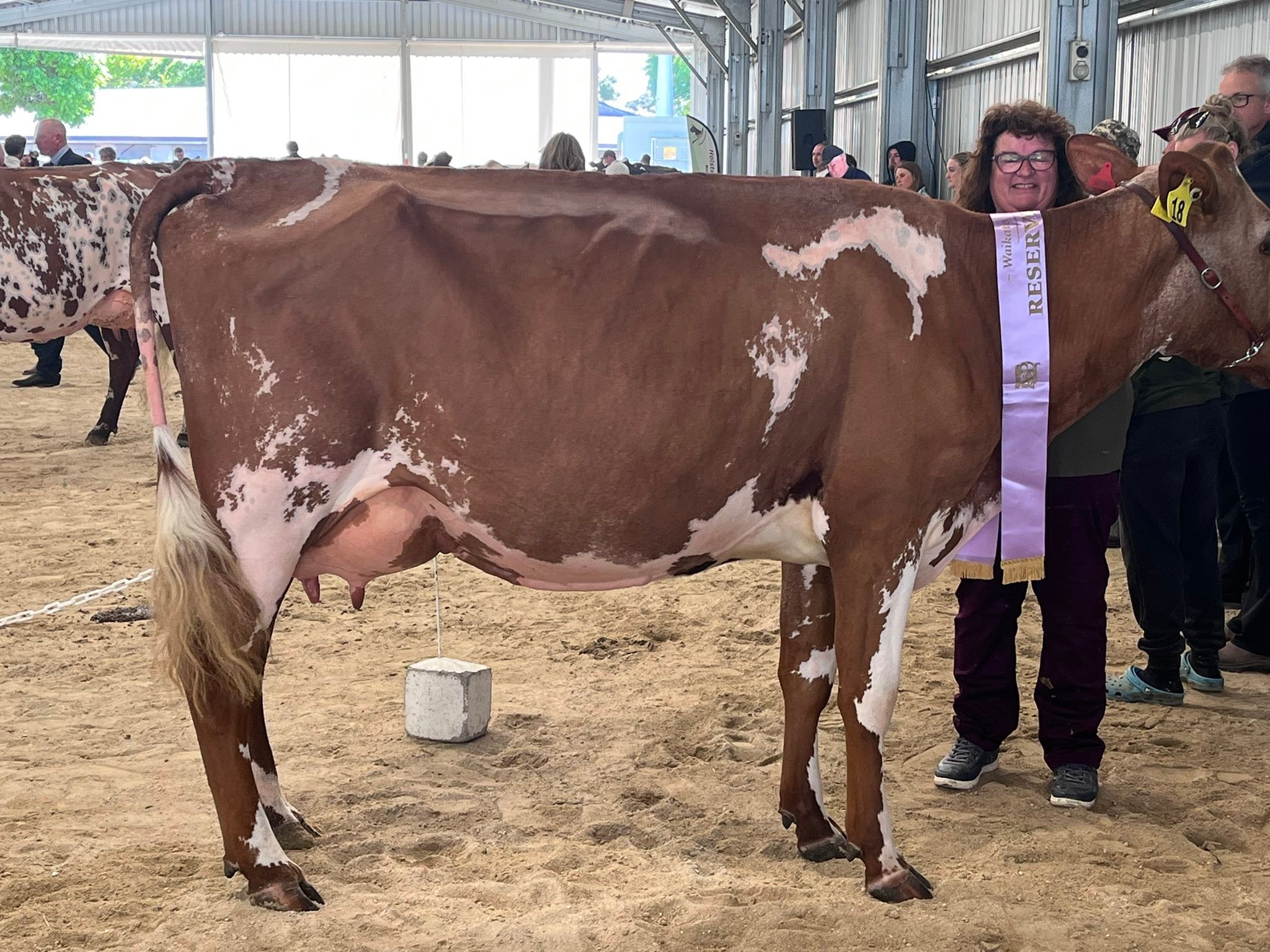 NZ Milking Shorthorn... - NZ Milking Shorthorn Association