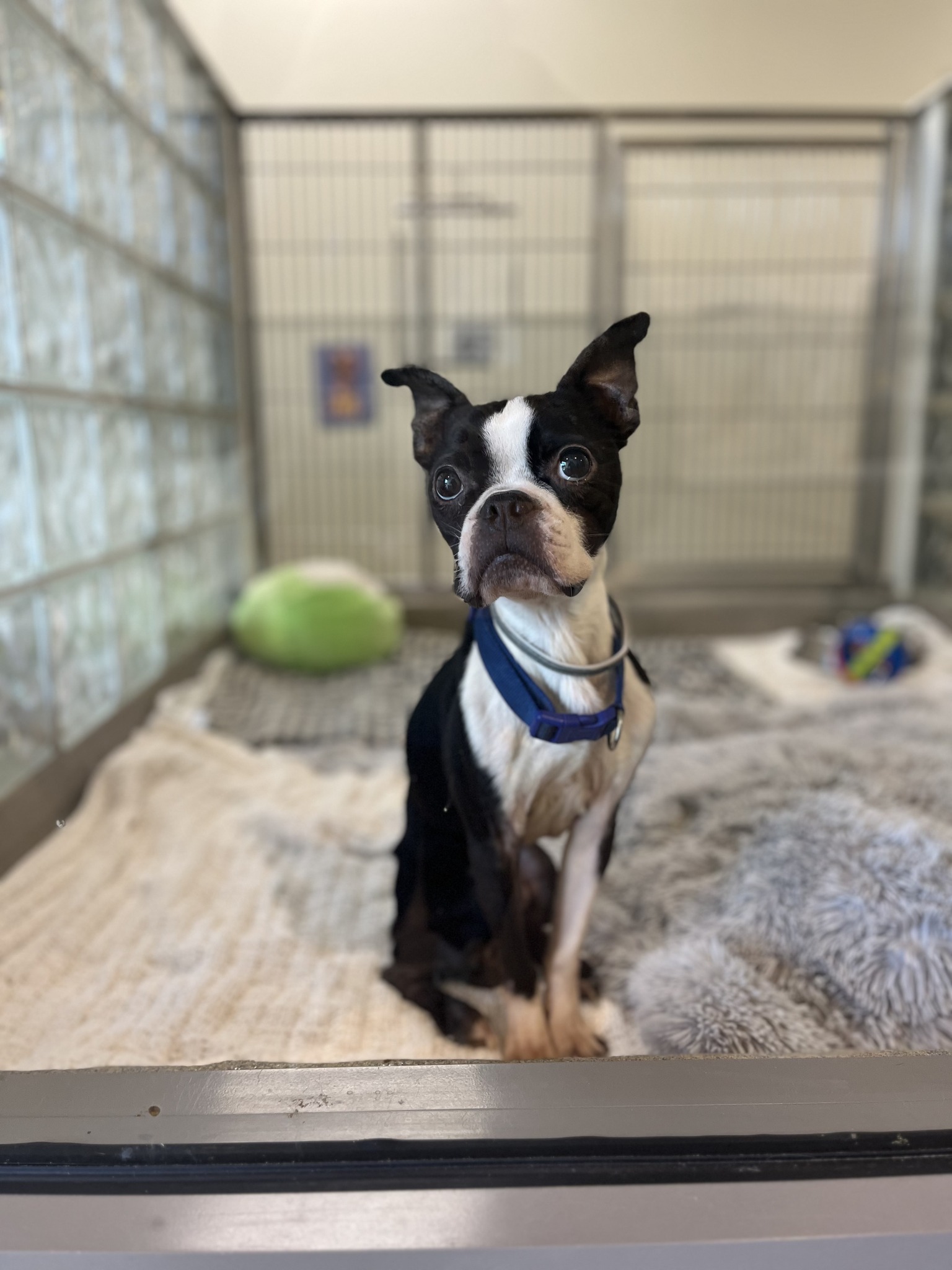 Lynchburg - Peek-a-Boo broke our hearts when he first came in. The ...