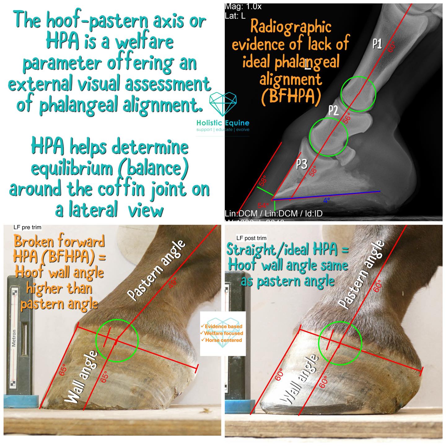 Holistic - 🙌 What is a broken forward hoof pastern axis (BFHPA)?🙌 🌟 ...