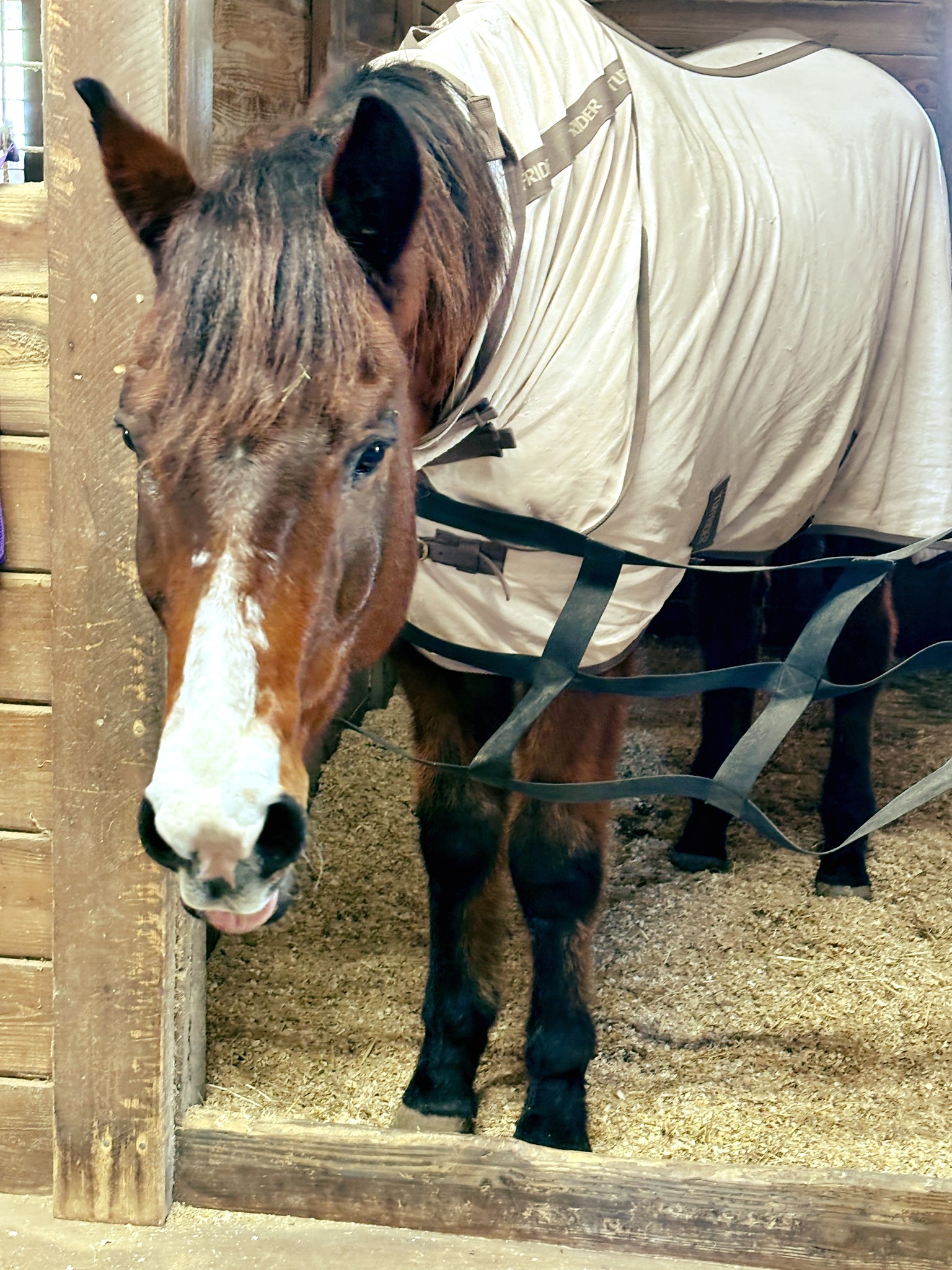 ERAF -... - ERAF - Equine Rescue and Adoption Foundation