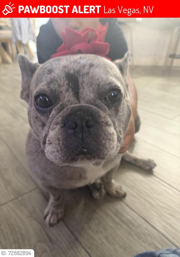 🚨Cookie was LOST on May 13, 2026 in Las Vegas, NV 89115 near