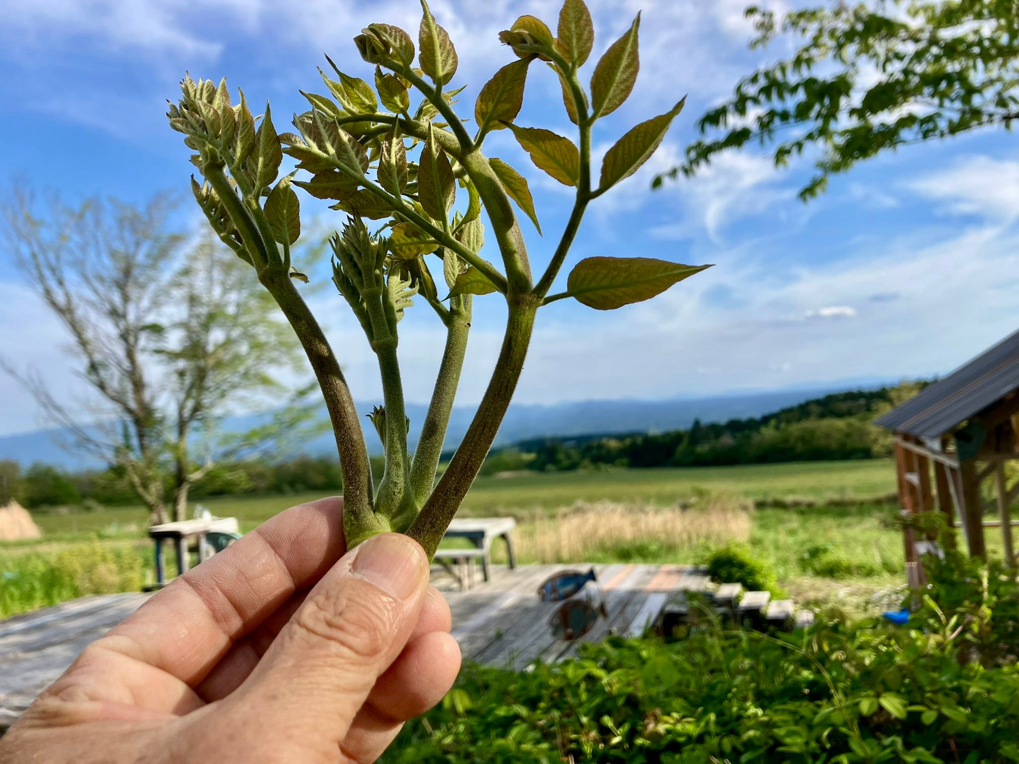 タラの芽2番成り いつまでも楽しめます