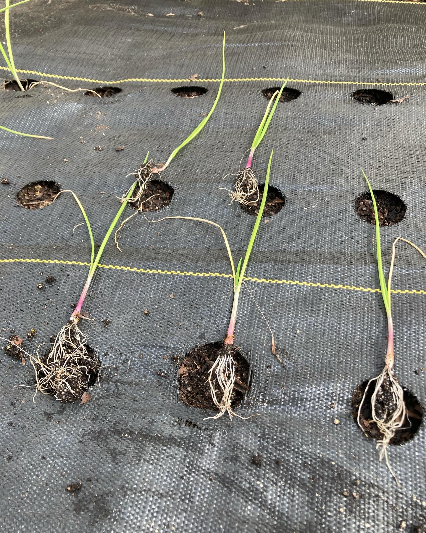 Native Roots Farm | Wanatah IN