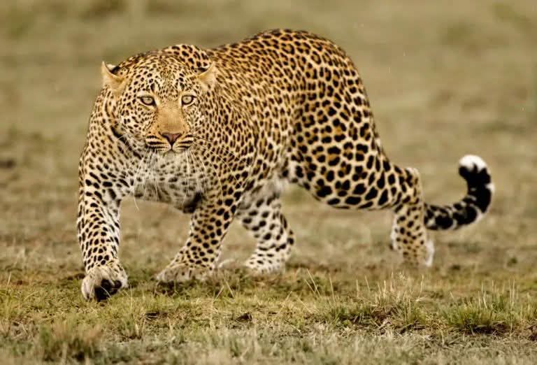 “In the Meru language of Tanzania, we call it NGWEE. In Swahili, we ...