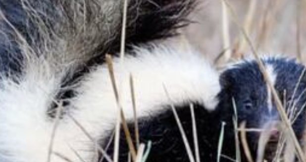 KY3 - BEWARE: Skunk mating season brings safety reminders for people ...