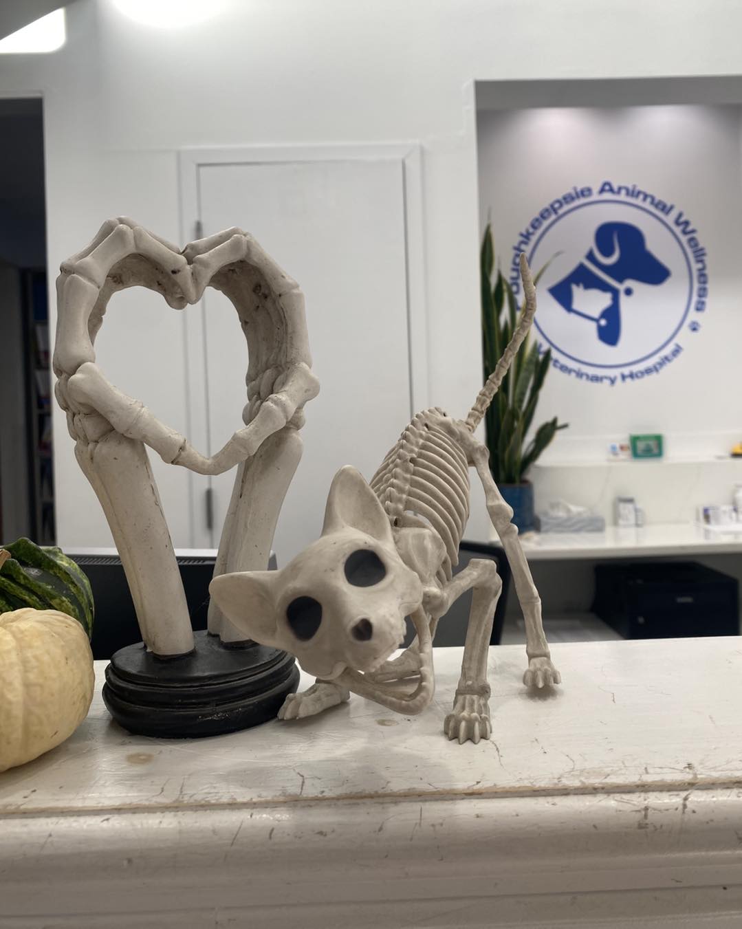 Poughkeepsie Animal Wellness | Poughkeepsie NY