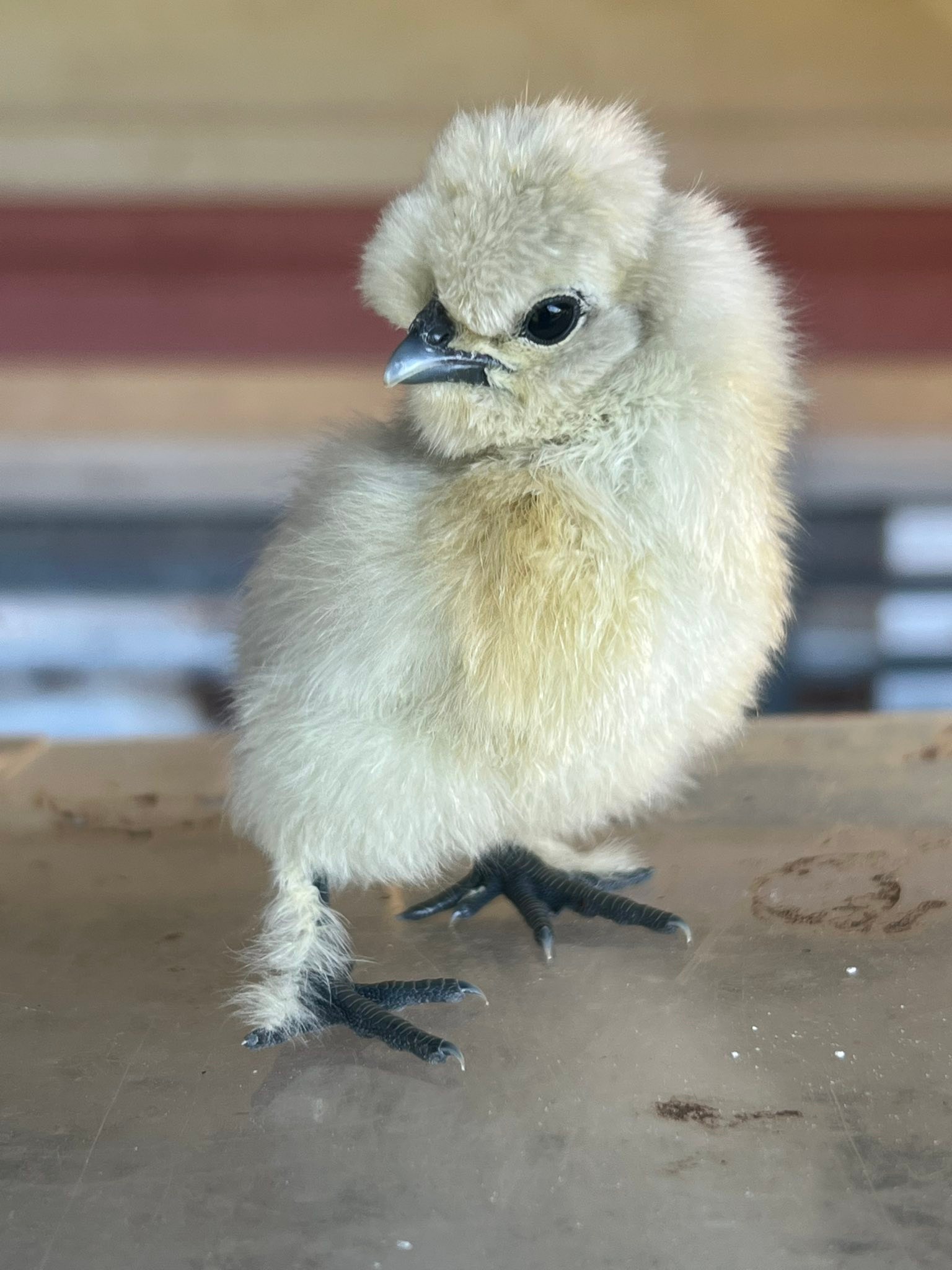 Bekani Poultry and Designer Chickens | Redridge QLD