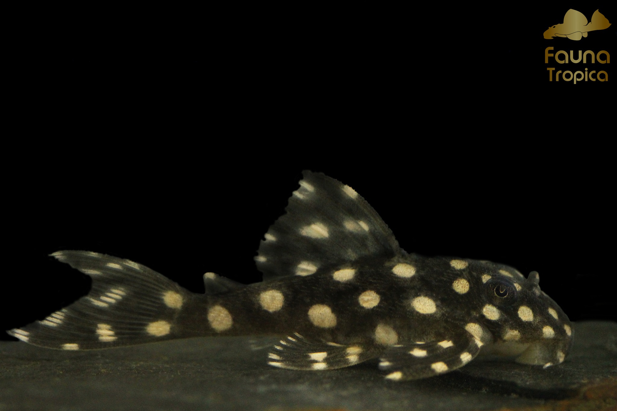 Fauna - Hypancistrus sp. 