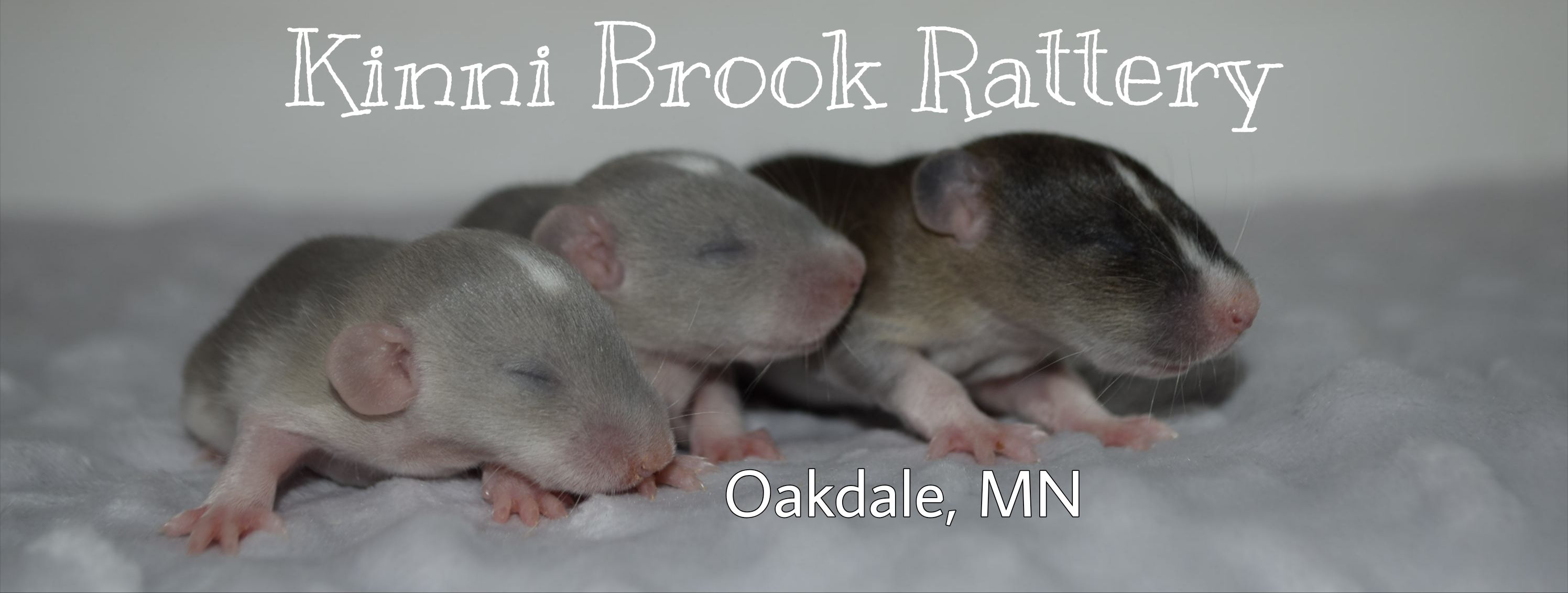 Kinni Brook Rattery