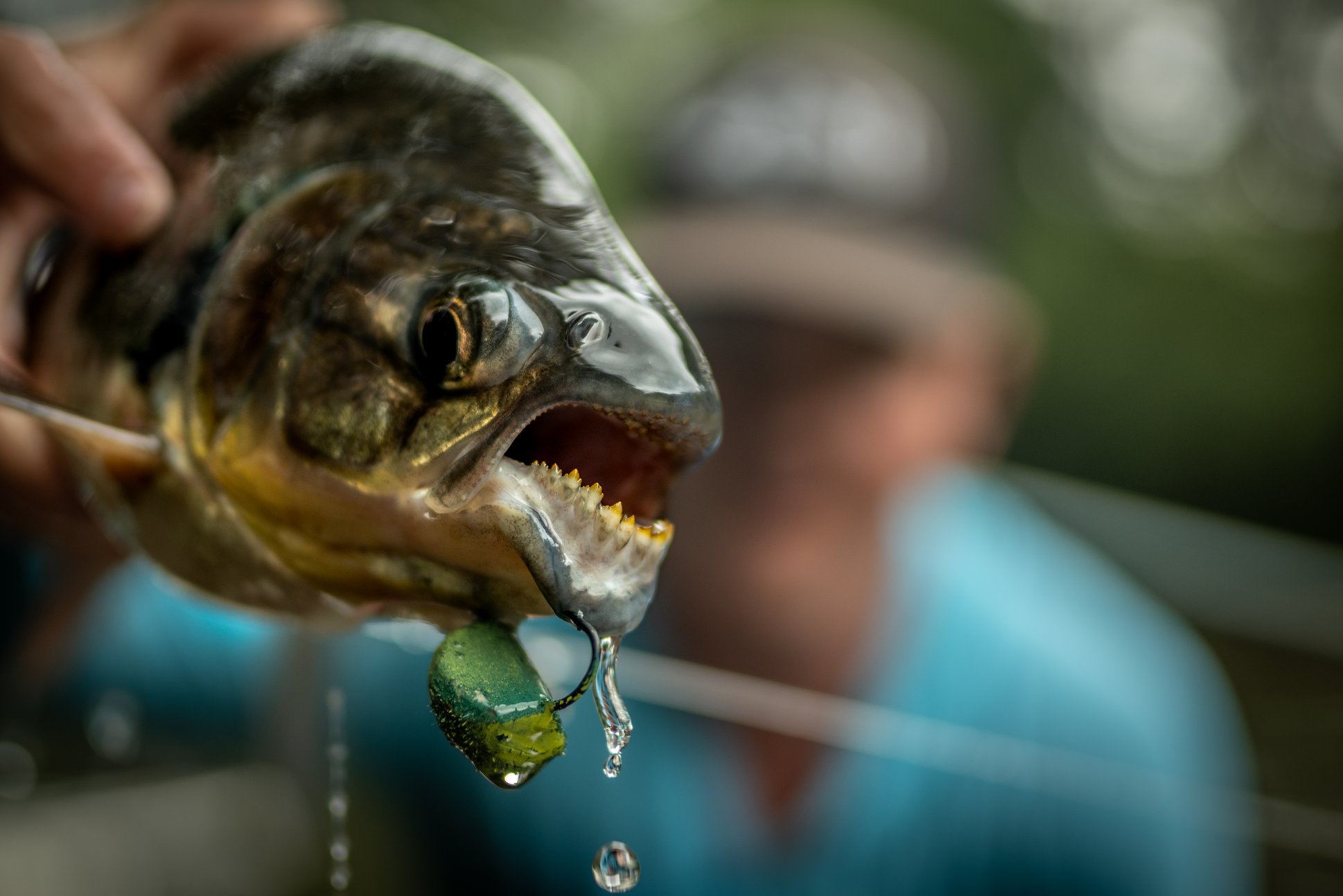 The Machaca is one of the baddest... - Backwater Fly Fishing | Facebook