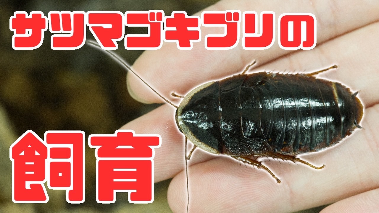 ゴキ展見どころ②世界のゴキブリ標本展示／ 標本展示がパワーアップ