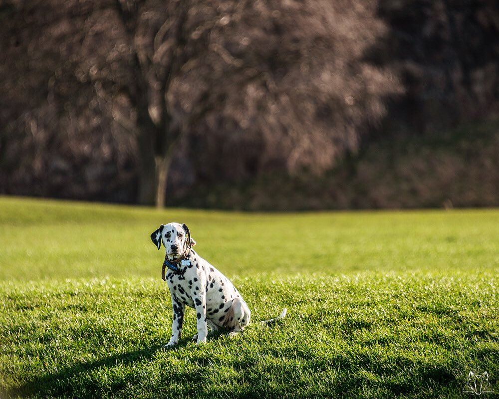 Howling Portraits - A little throwback to my photoshoot with Poppet ...