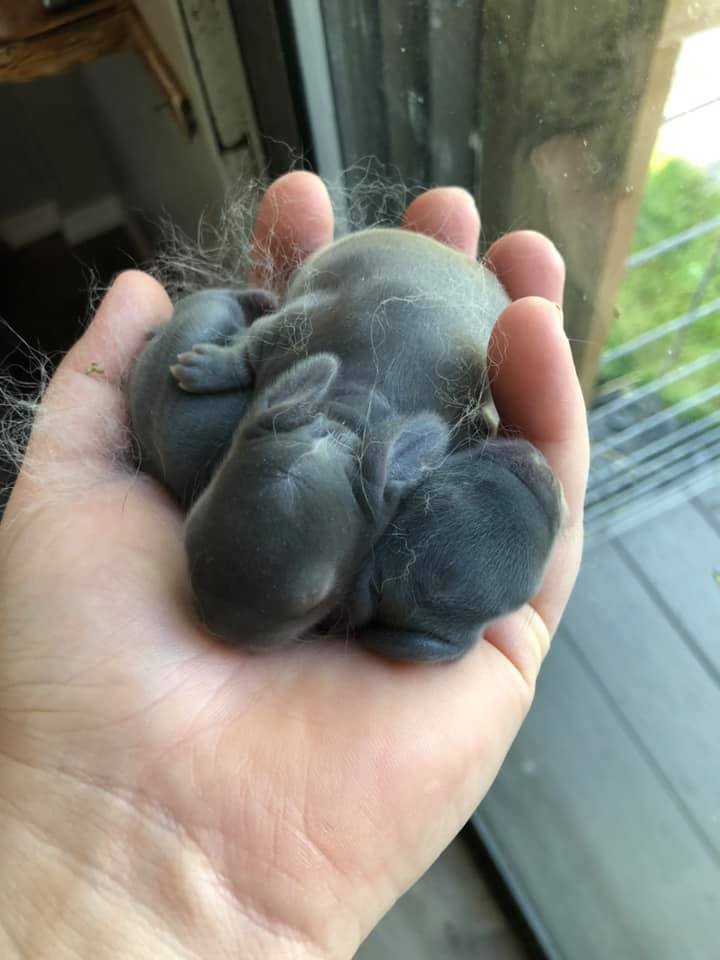 The babies are... - Emery's Happy Hoppy Hollands Rabbitry | Facebook