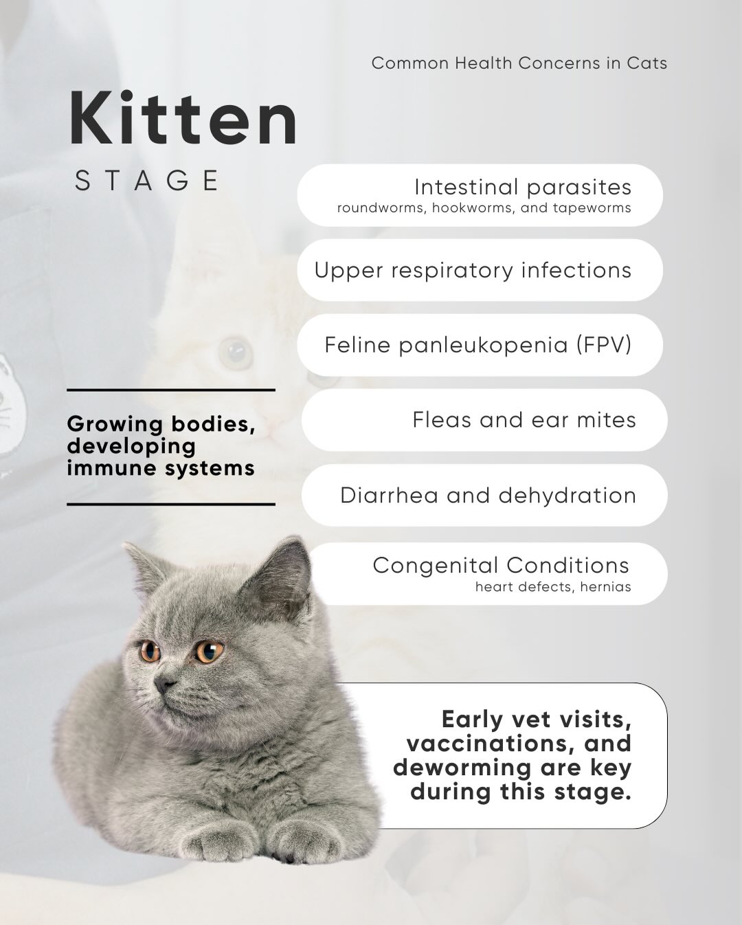 The Cat Clinic - The Cat Clinic added a new photo — at The...