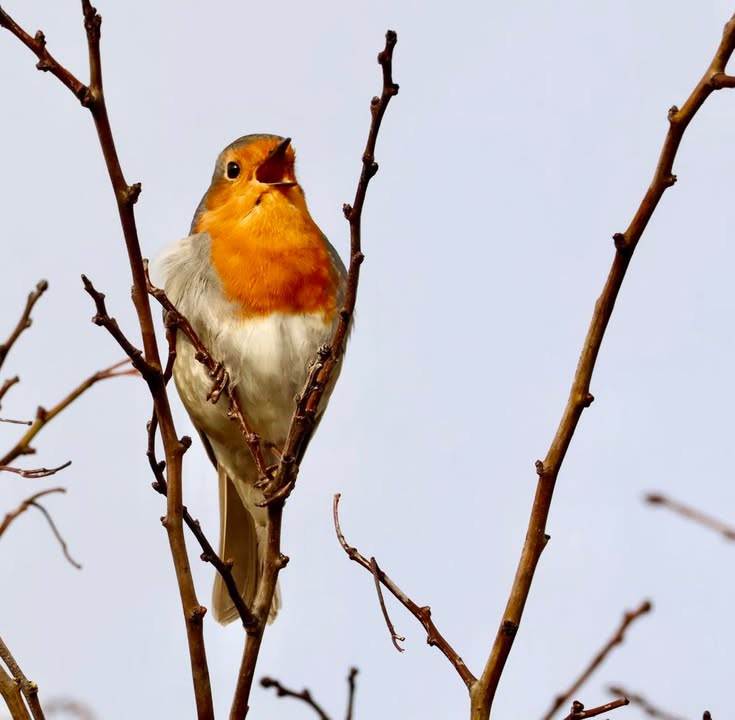 BBC - This robin is enjoying singing at the top of its lungs 🎶 Thank ...