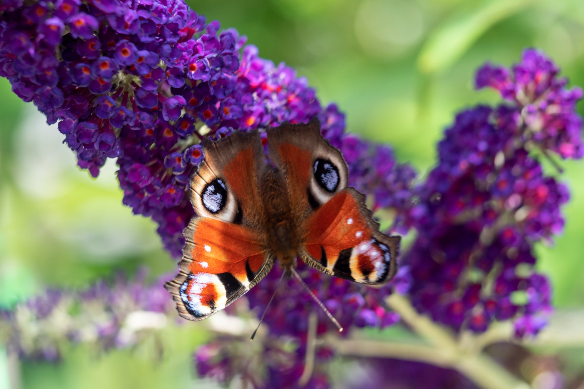 Lieke's Photography