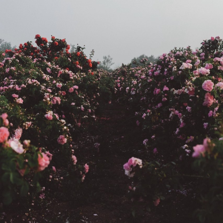 Native Rose Chile | Santiago