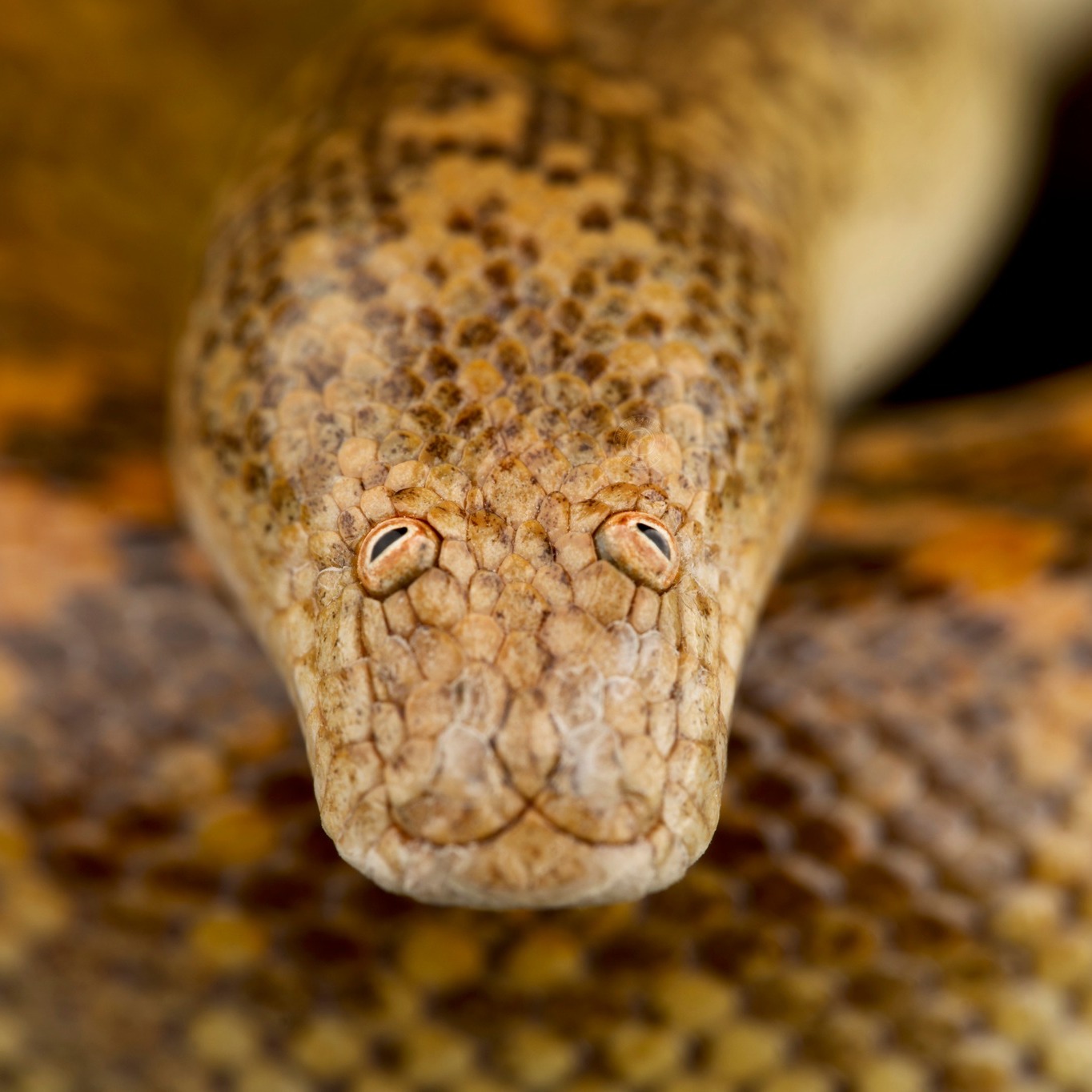 Reptiles4all - The Blue wall lizard (Podarcis sicula coerulea) is an ...