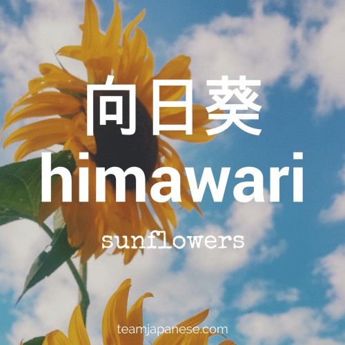 TODAY'S JAPANESE WORD: **Himawari (向日葵) *Himawari* are