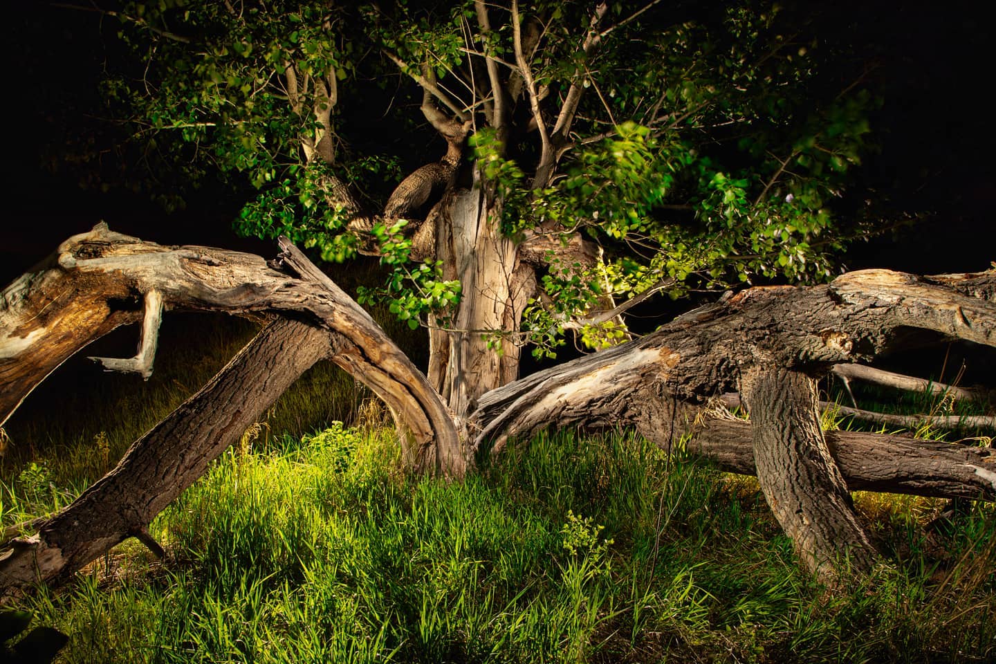 This Photography Okotoks - This is the Split Tree. I love night ...