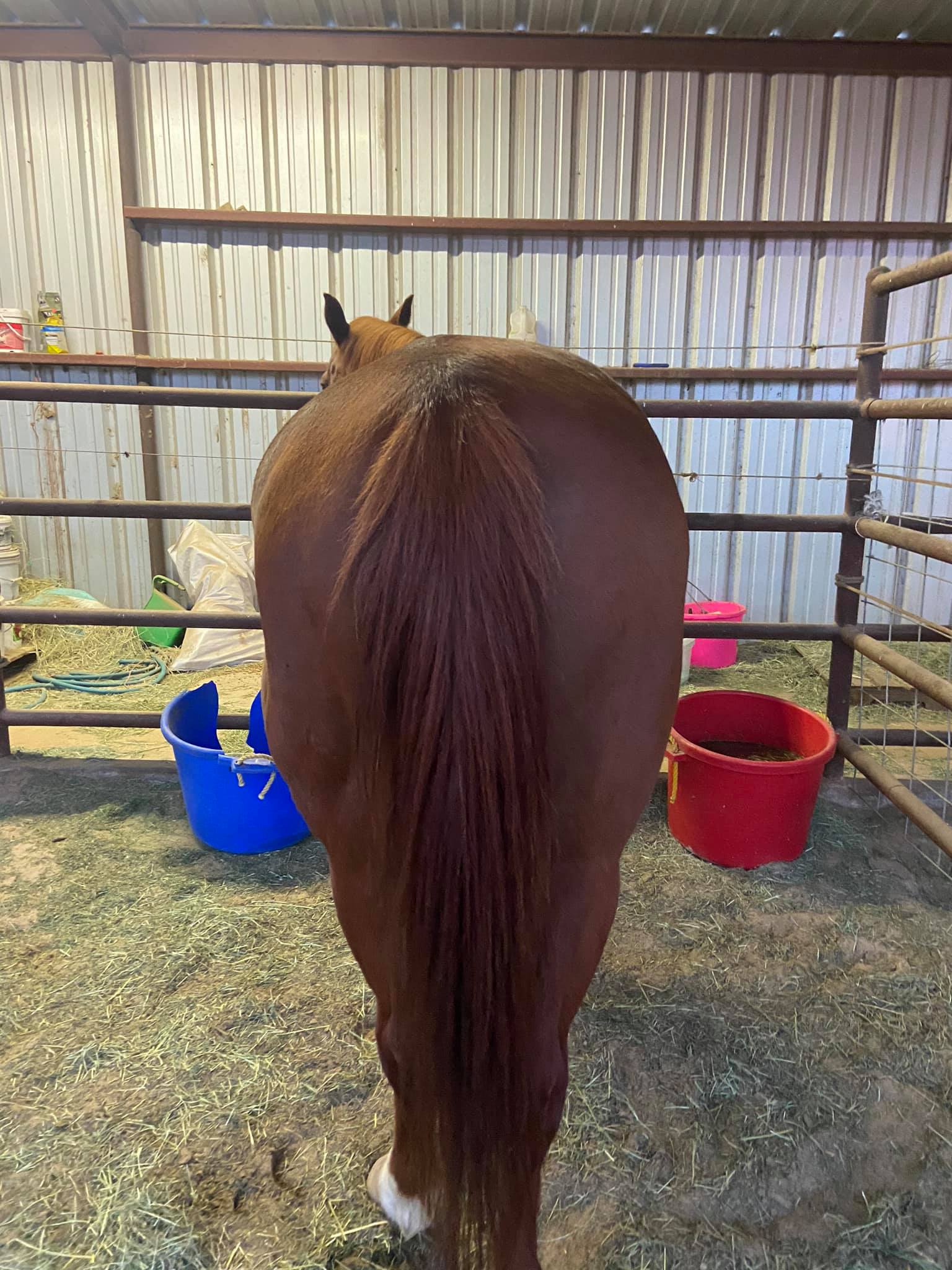 Twisted M Performance... - Twisted M Performance Horses