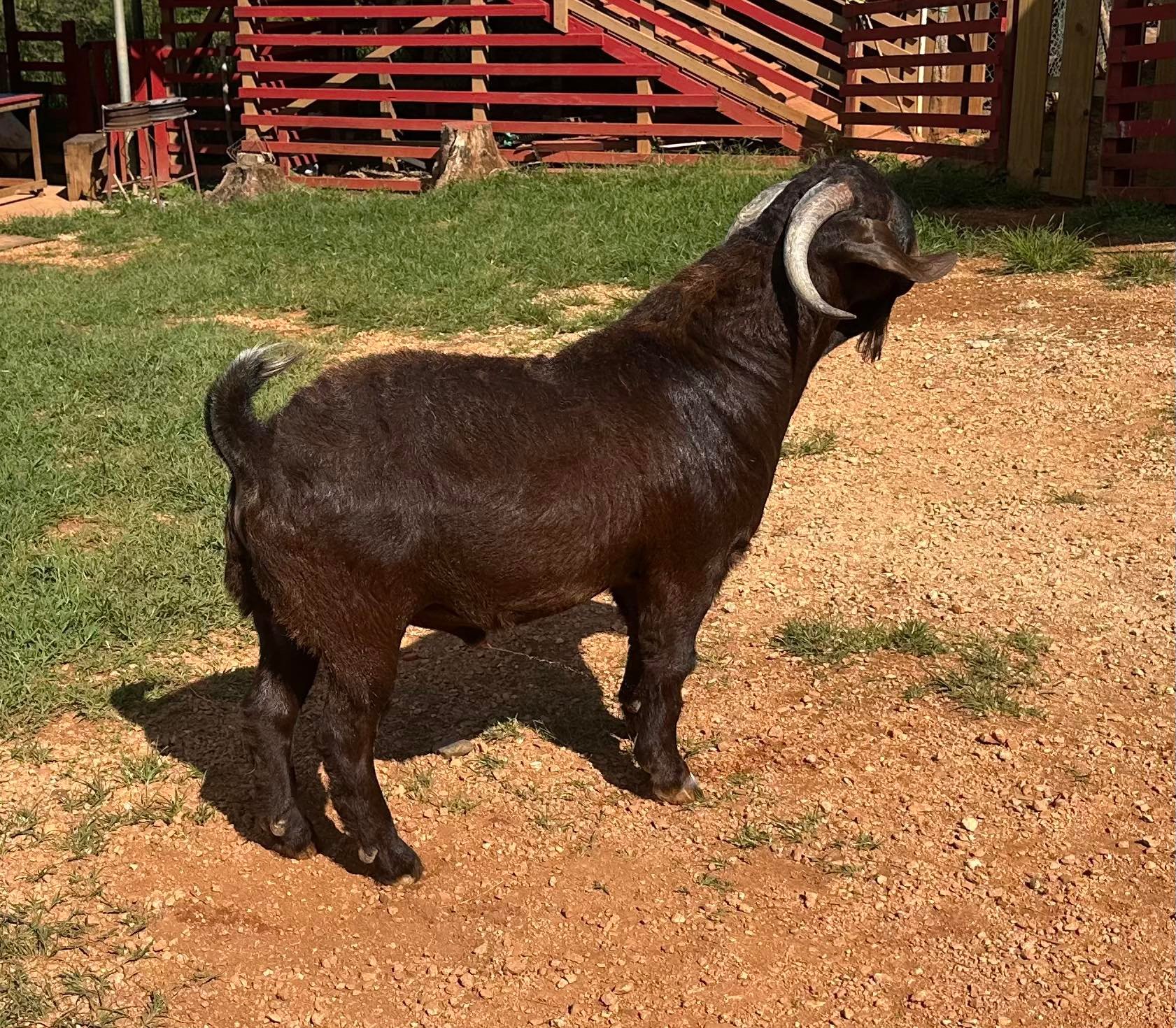 Unity Boer Goat Farm | Mandeville