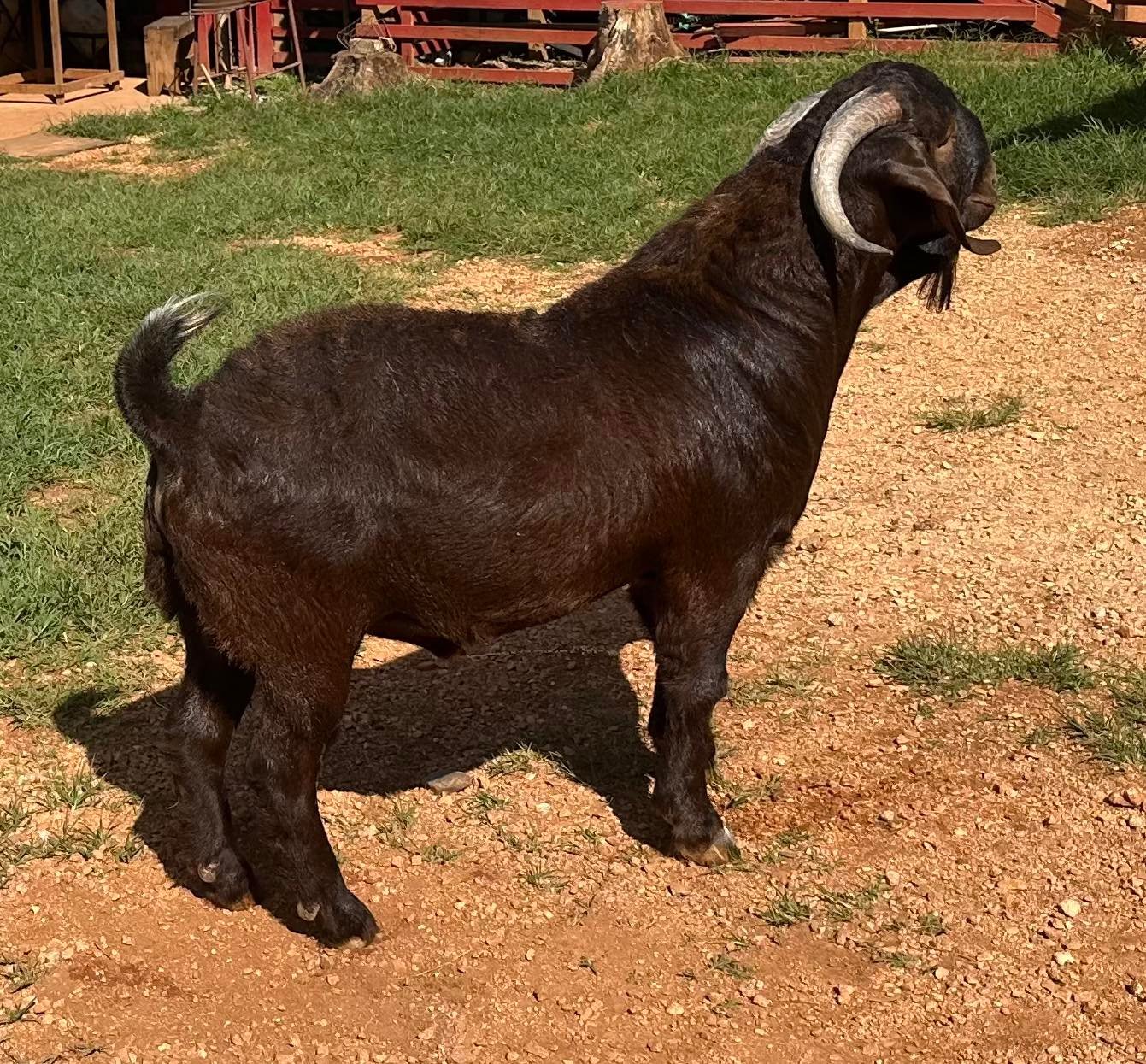Unity Boer Goat Farm | Mandeville