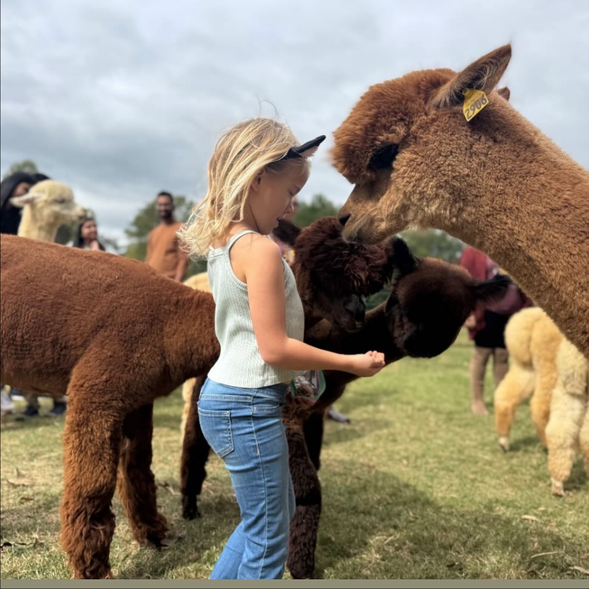 Good Karma Ranch Alpacas | Iron Station NC