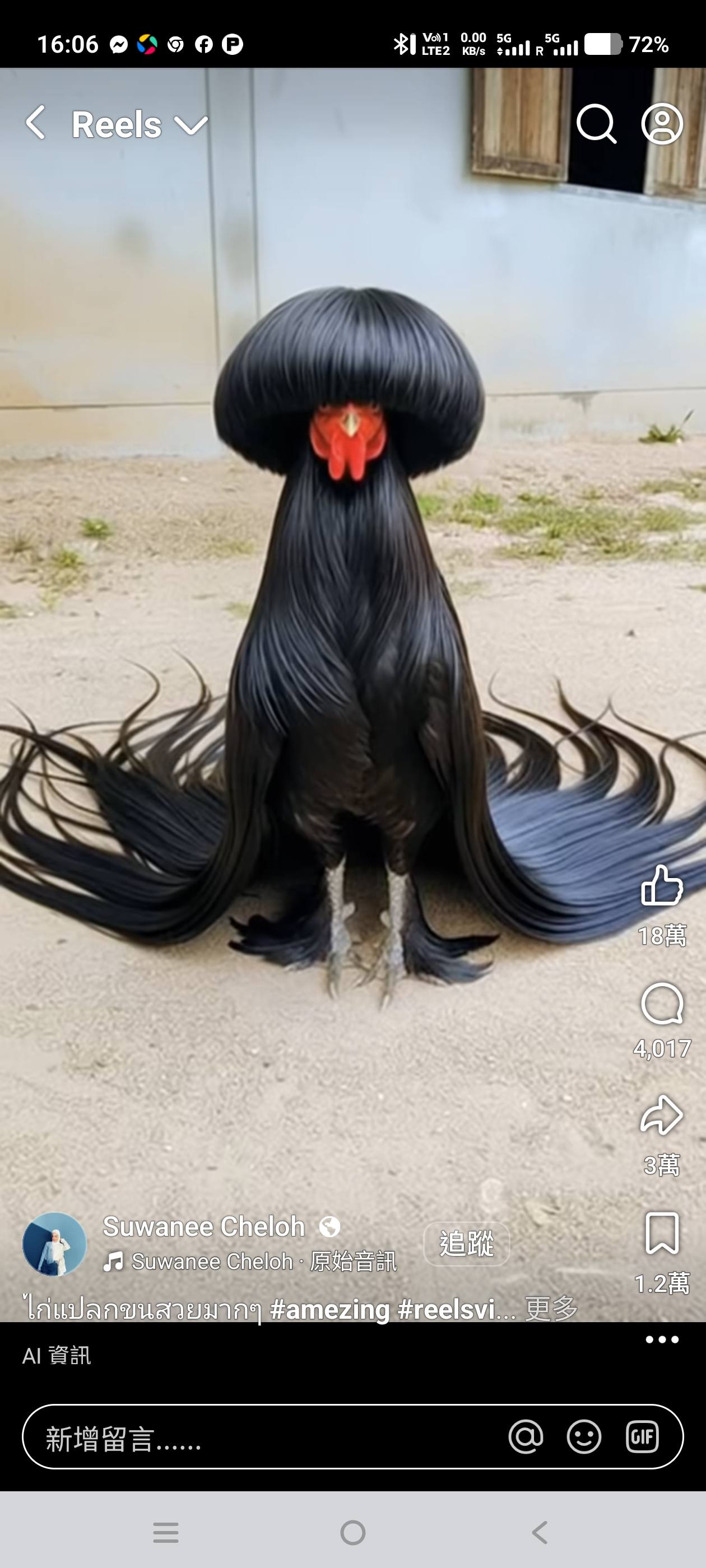 請問這是什麼雞有人知道嗎？ | Facebook