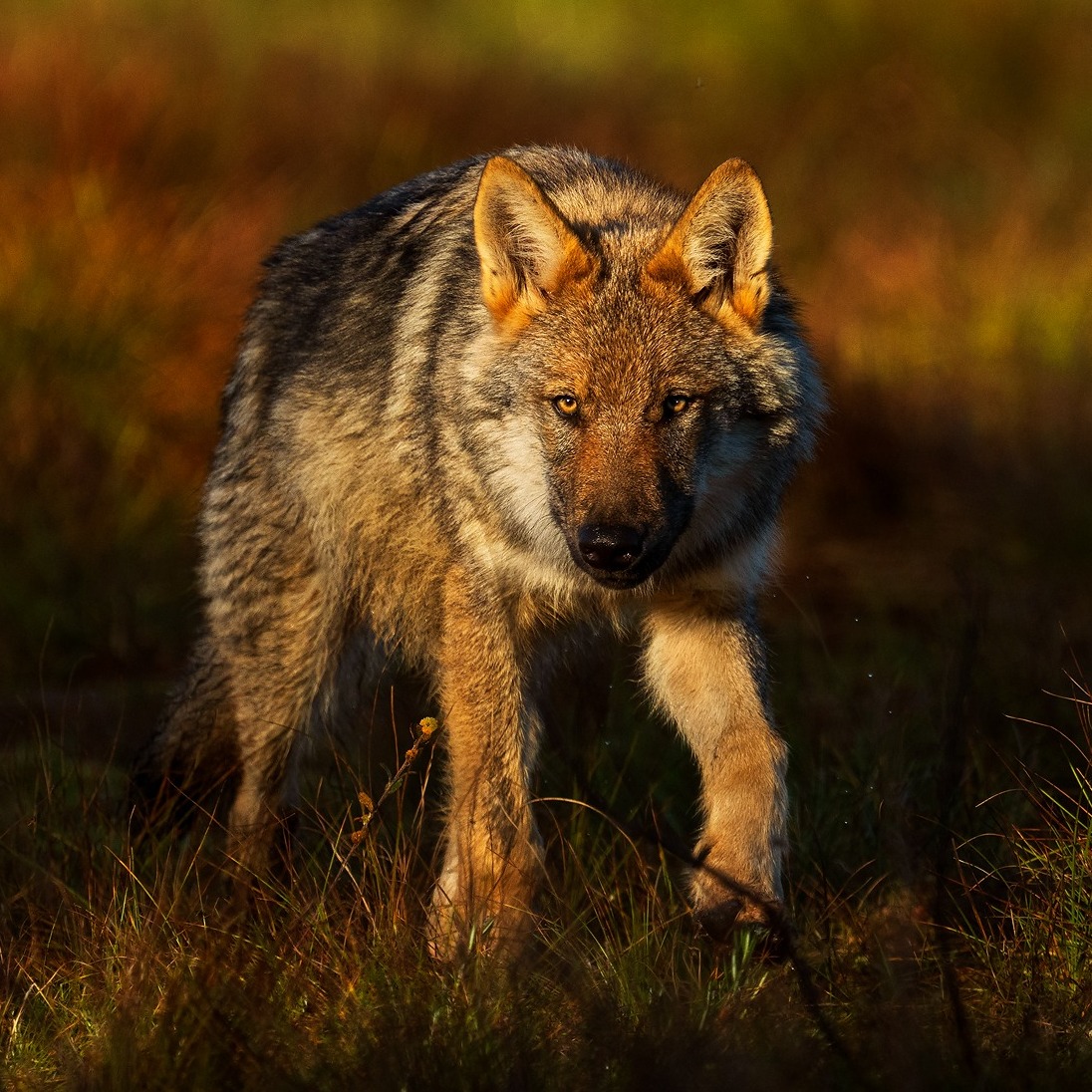 Wolves. Another animal with a... - Andy Rouse Photography | Facebook