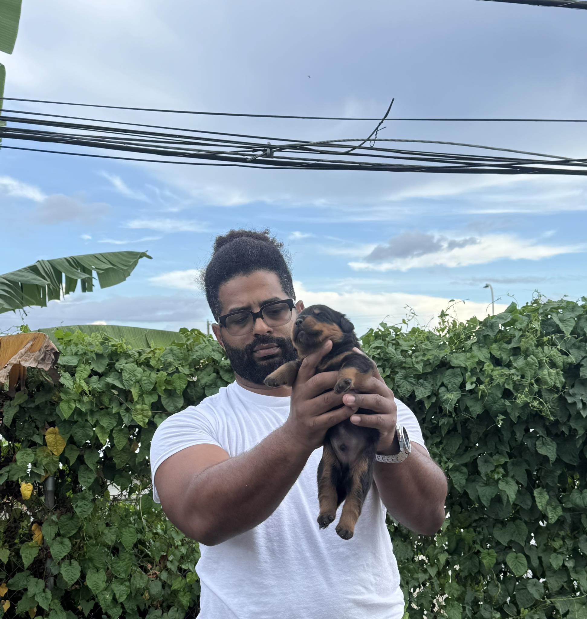 ️ 8dias de nacido - Rottweiler in Puerto Rico | Facebook