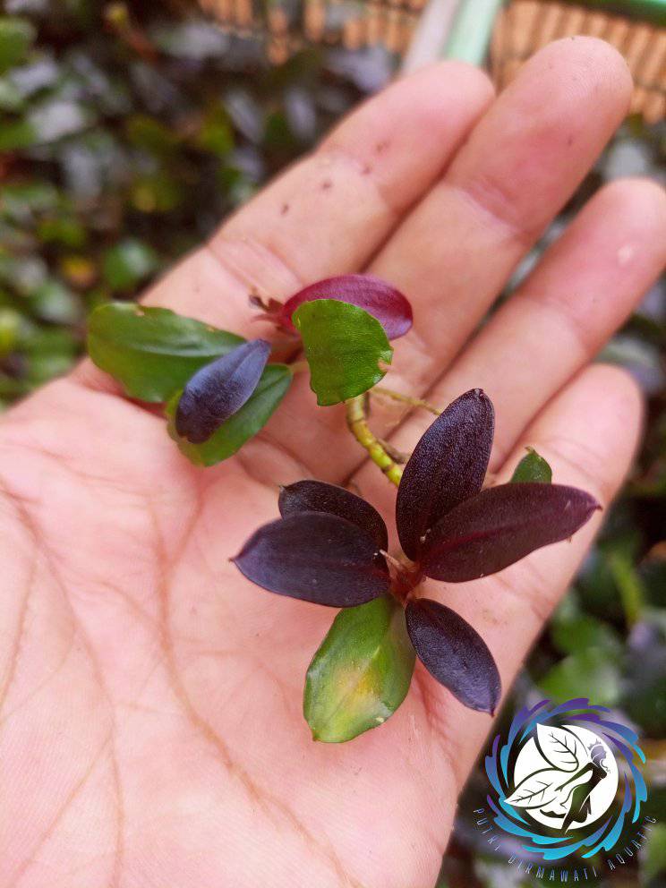 🔥🔥Offer 🔥🔥 Bucephalandra pink ghost Only 1500 tk pot