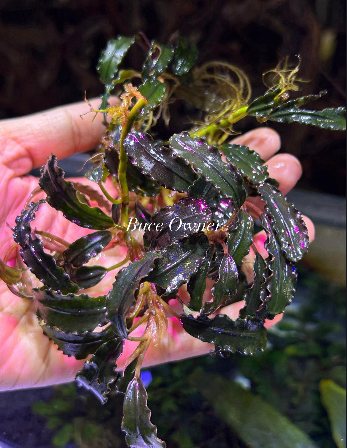 水草 Bucephalandra sp. Ghost Variegata Pink Bucephalandra Pink