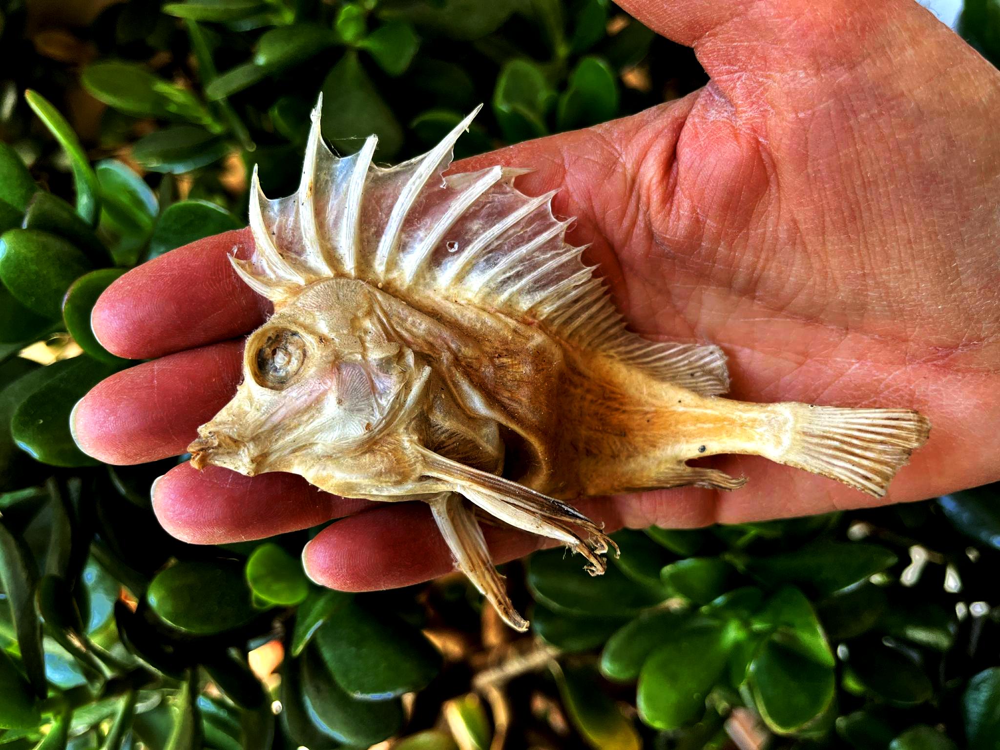 The Dunedin - The Aramoana Pigfish This small Southern pigfish ...