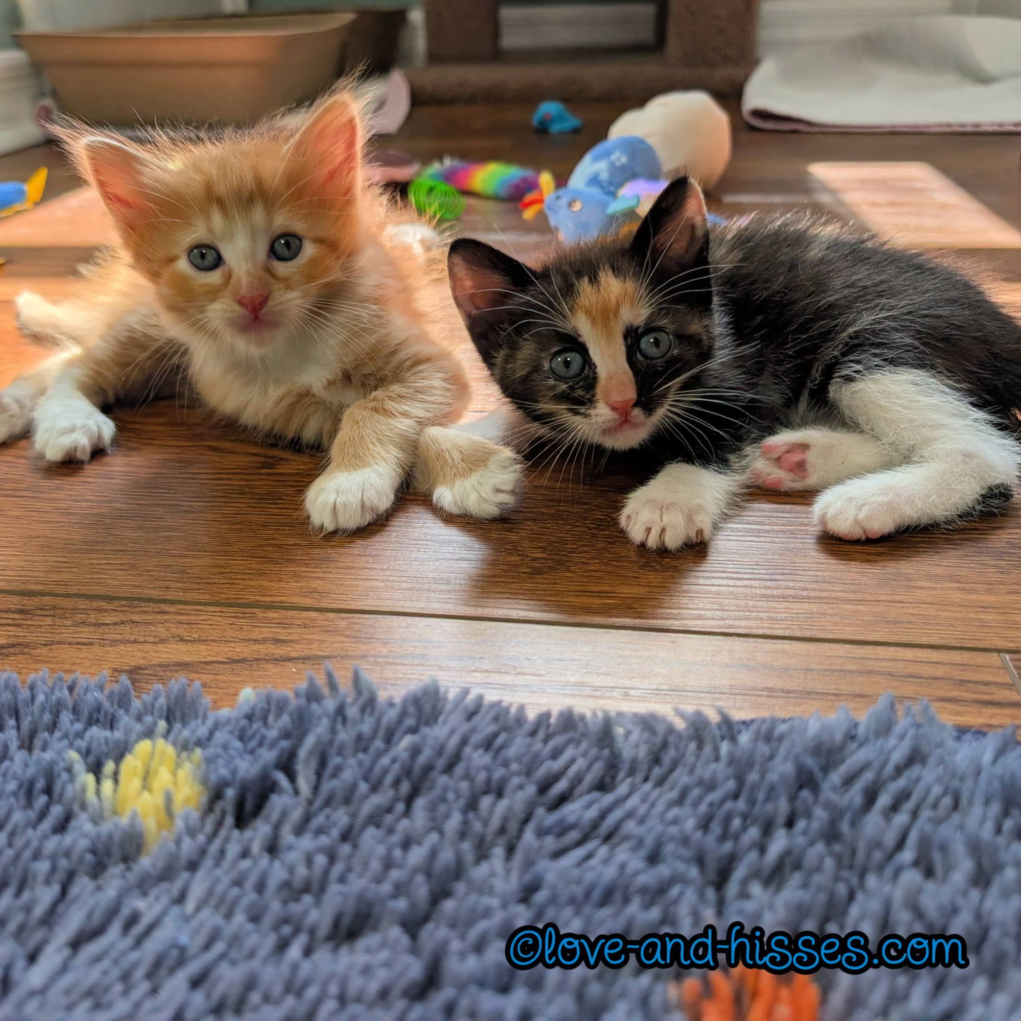 Zephyr and Pandora and the guilty little faces.