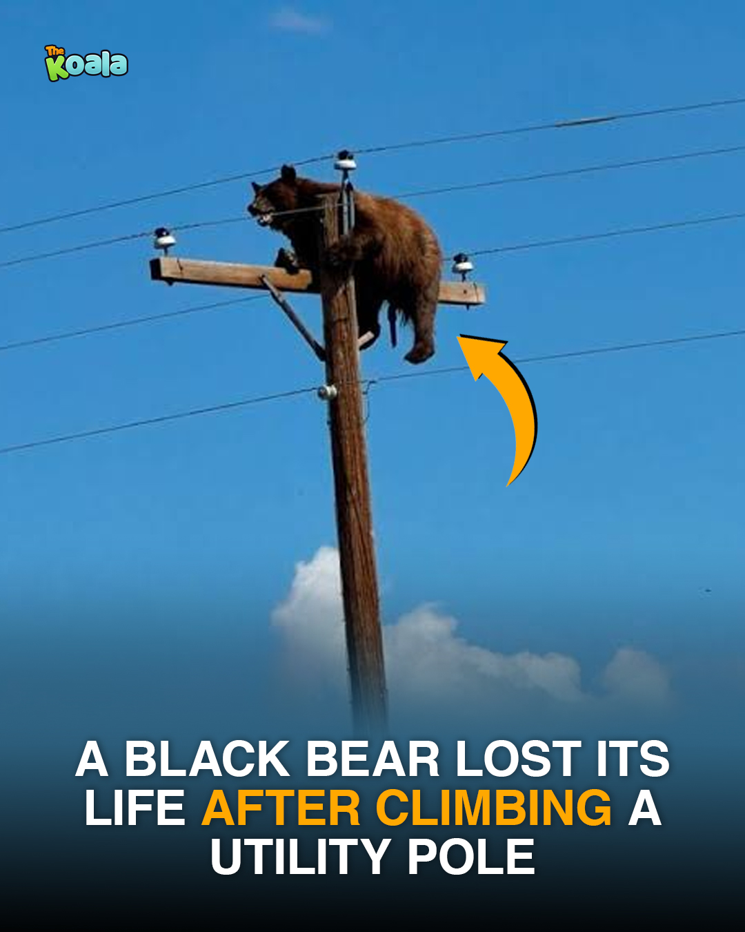 black bear fishing pole 'Bear Lake Dock'| Framed Giclee Art | Stupell Industries Introduce the charming Fishing Black Bear Garden Statue Black Bear Fishing (58572821) 