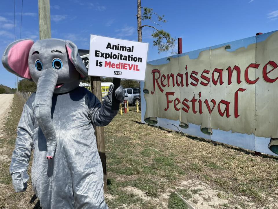 Protest Cruel Elephant Rides at Renaissance Festival