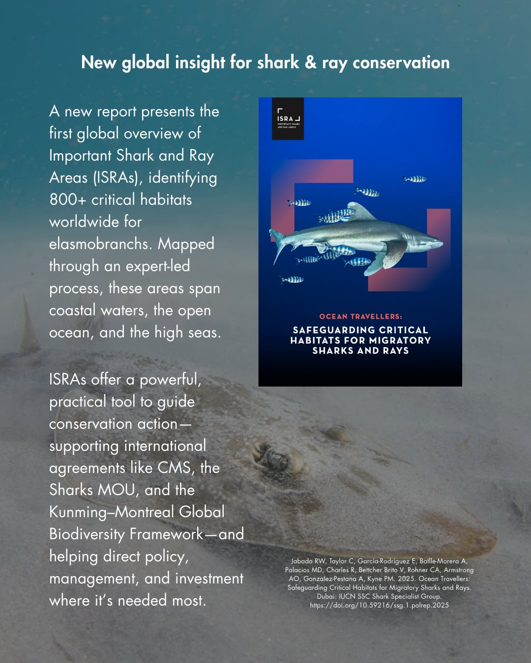 Marine Megafauna Foundation... - Marine Megafauna Foundation