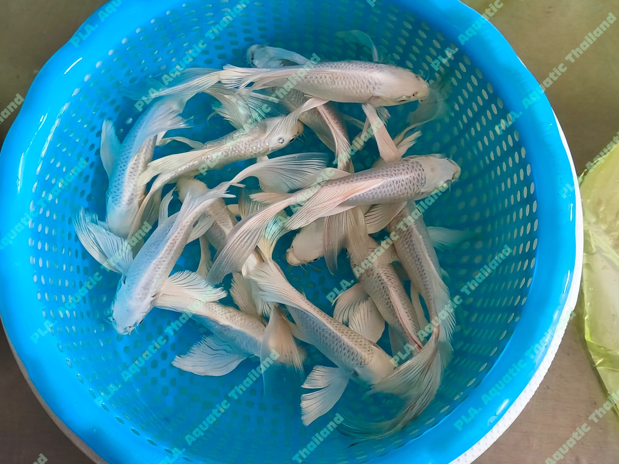 PLA. Aquatic Thailand - Fish Exporter